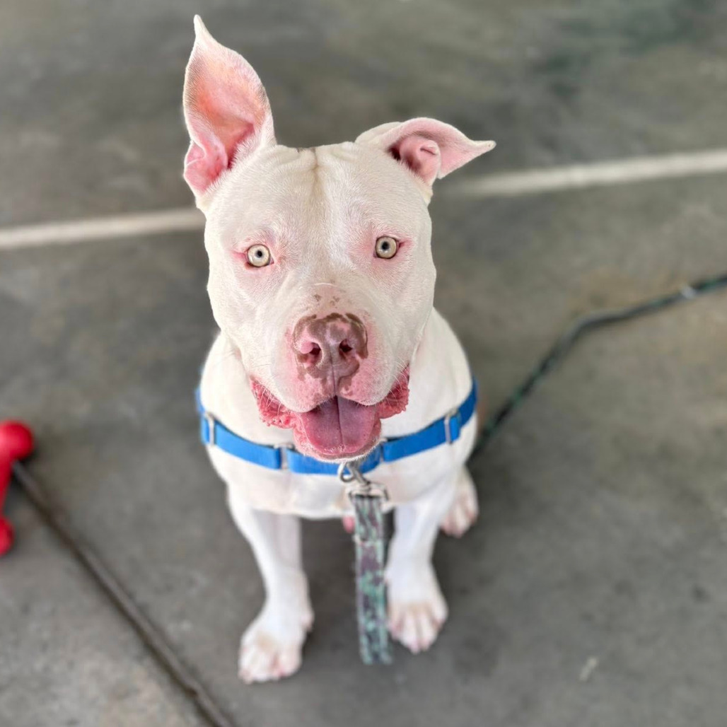 Photo of Woofus Wainwright 11