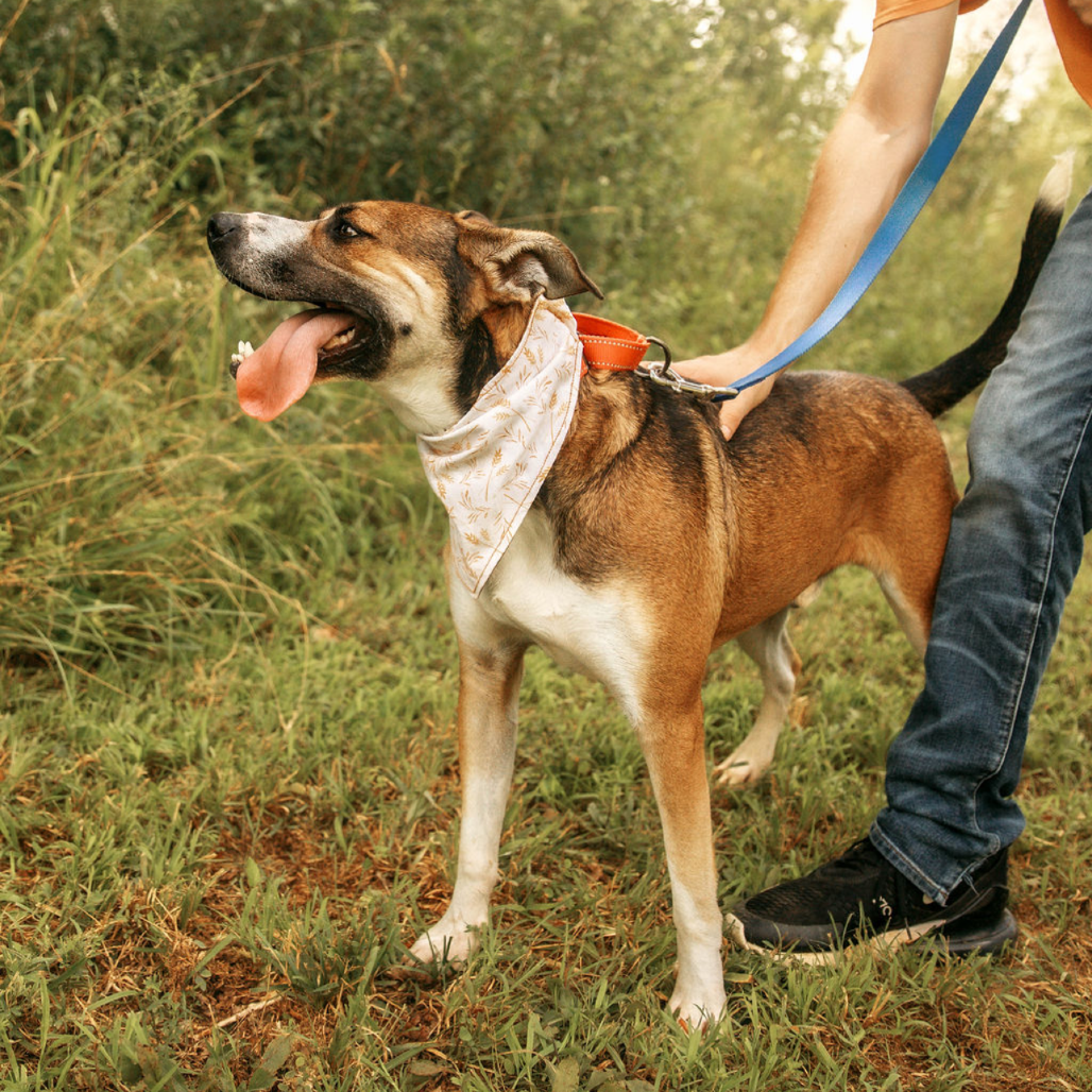 Rhett, photo 11