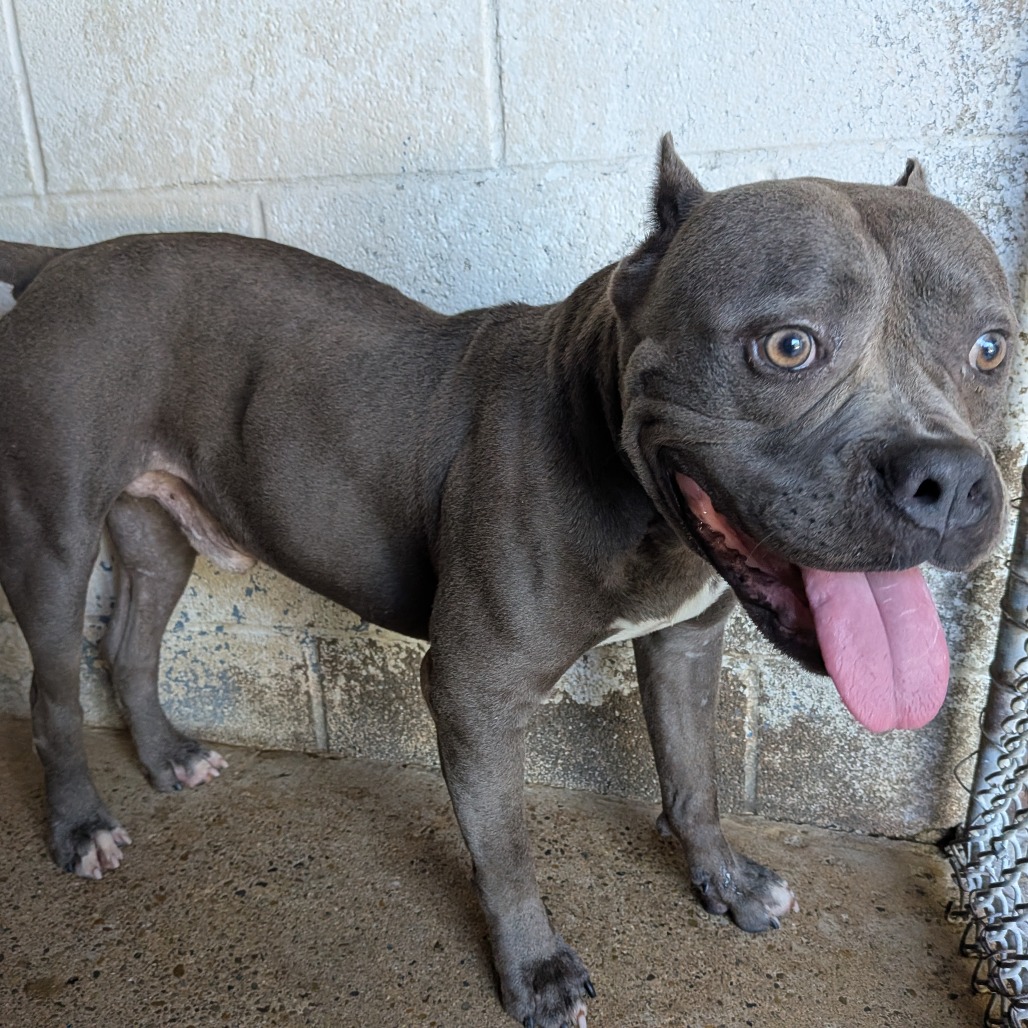 CASPIAN - Terrier / American Staffordshire available for adoption