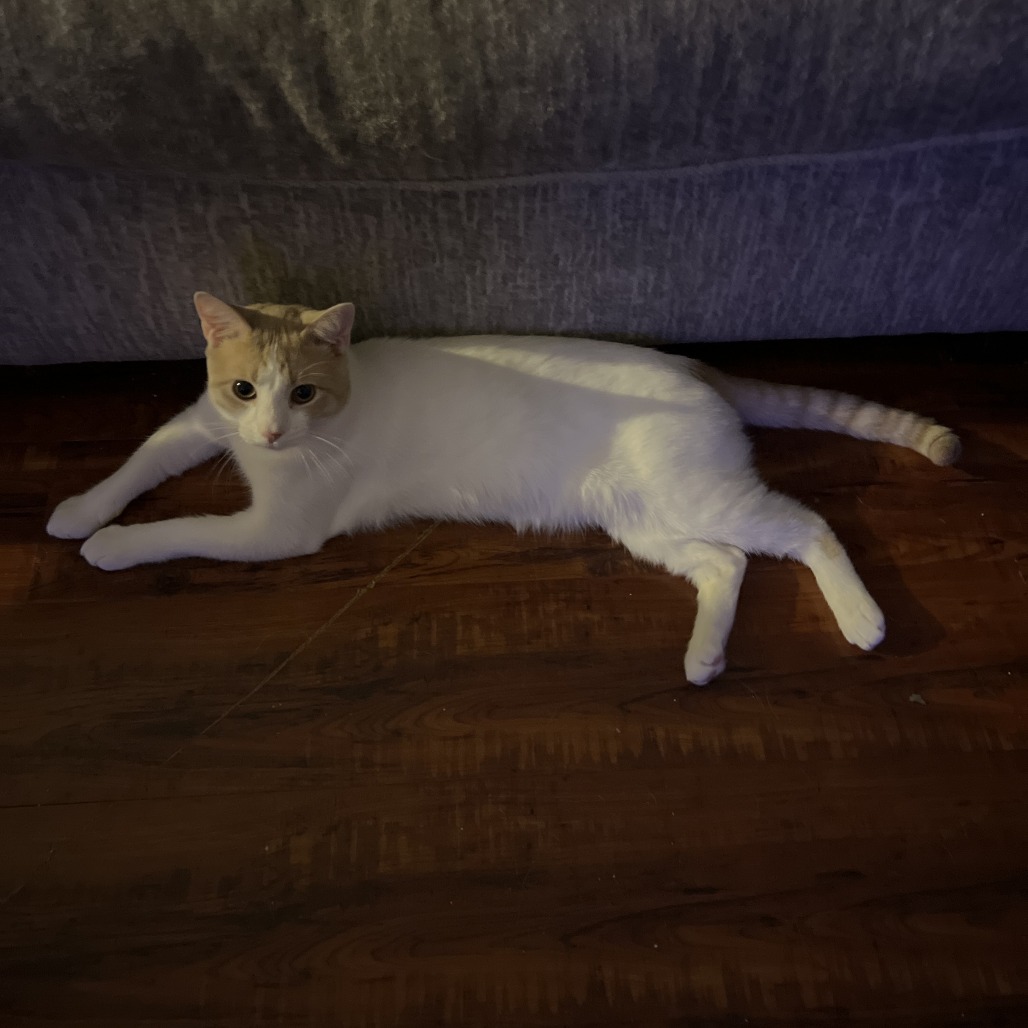 BUTTER - Domestic Shorthair available for adoption