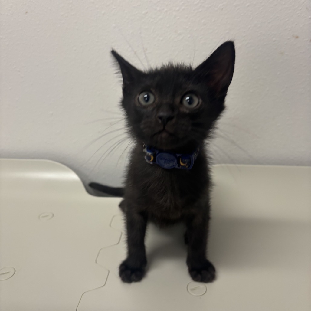 A1 SAUCE A3 - Domestic Shorthair available for adoption