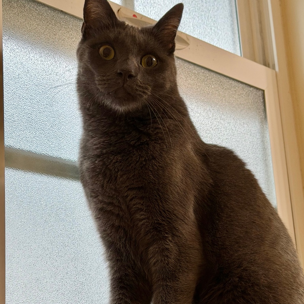 Diego, photo 3