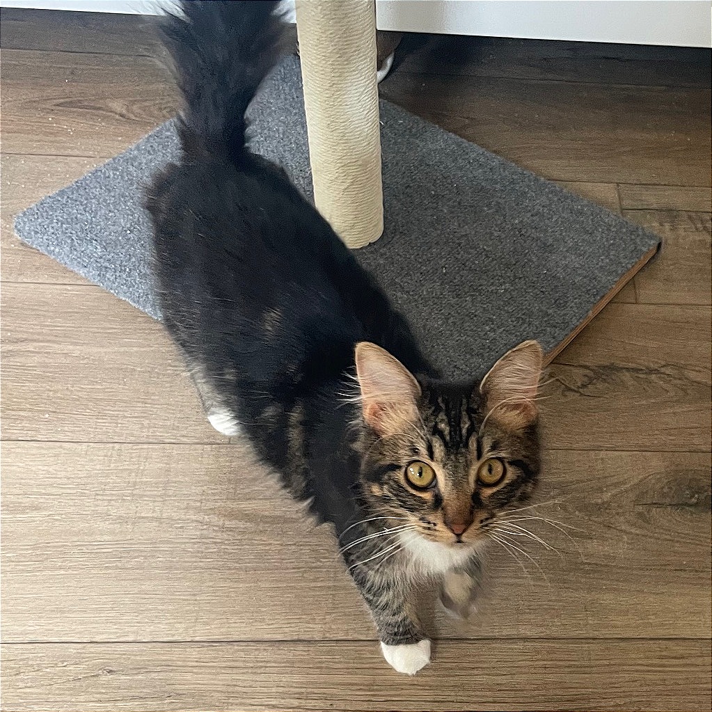 Simba — thumbnail 4