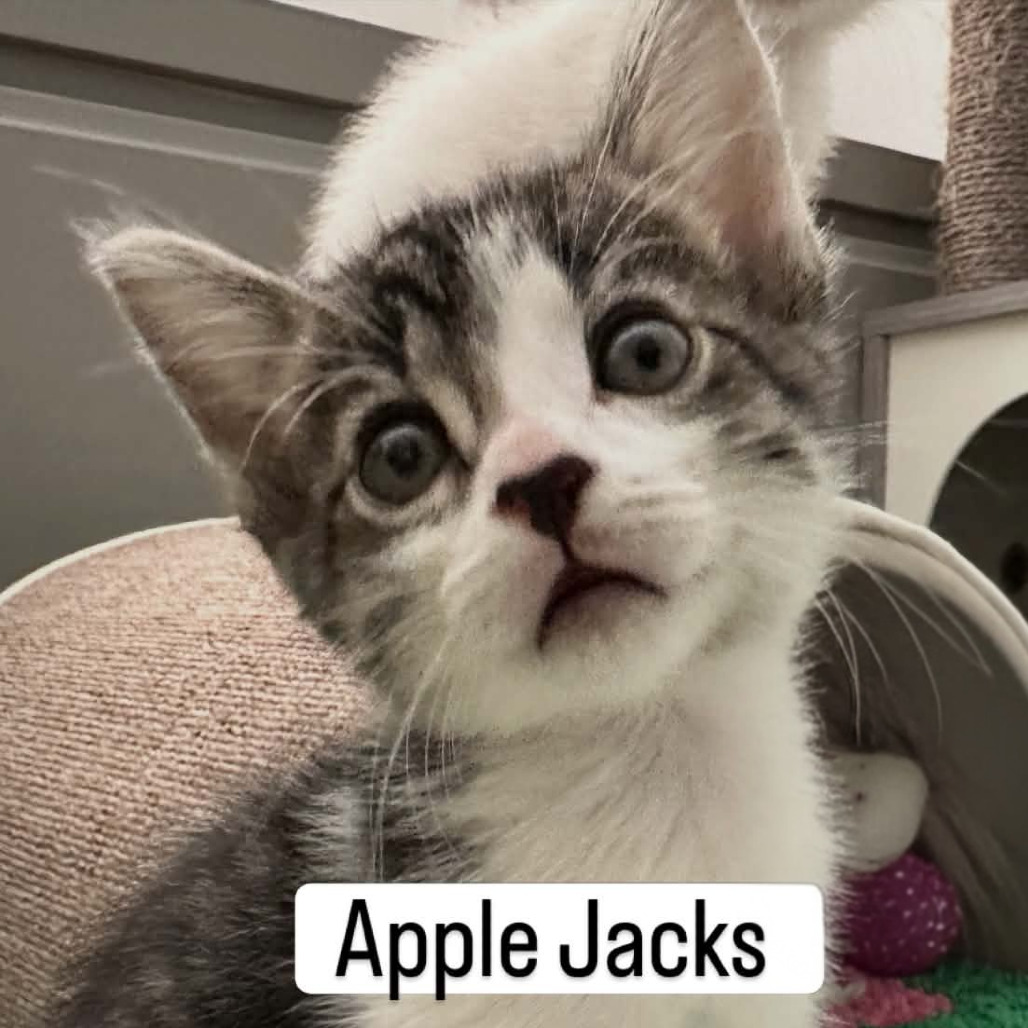 Apple Jacks, photo 3