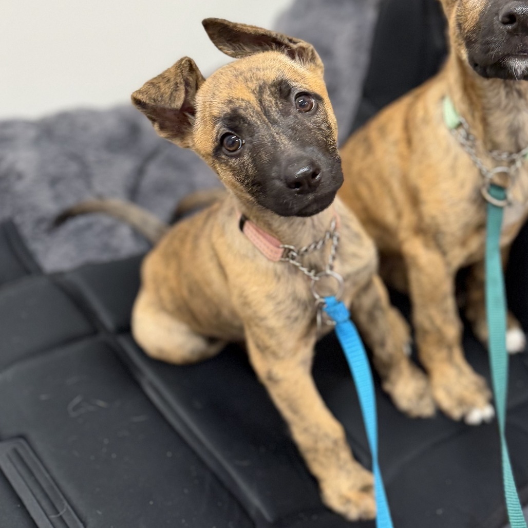 ANNIE (IN FOSTER) - Shepherd, German / Terrier, American Pit Bull available for adoption
