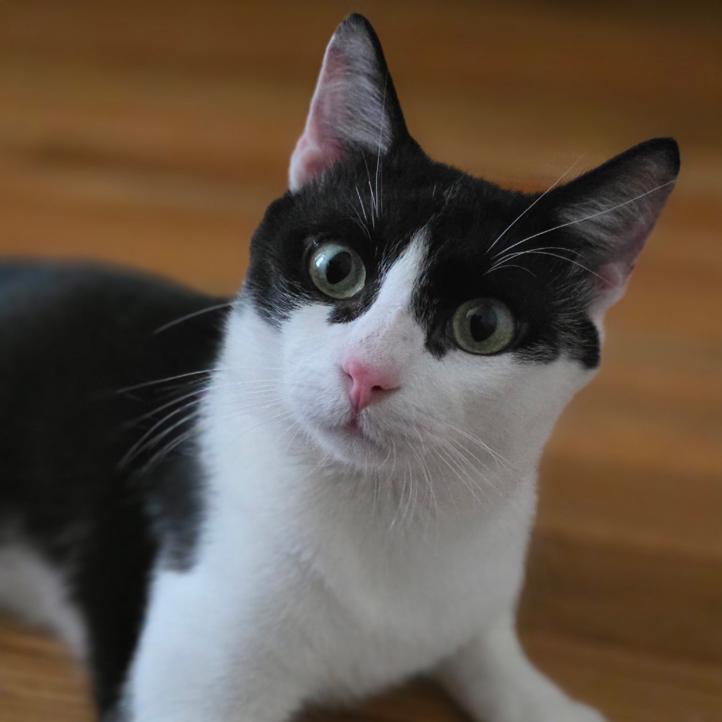 PENGUIN - Domestic Shorthair available for adoption