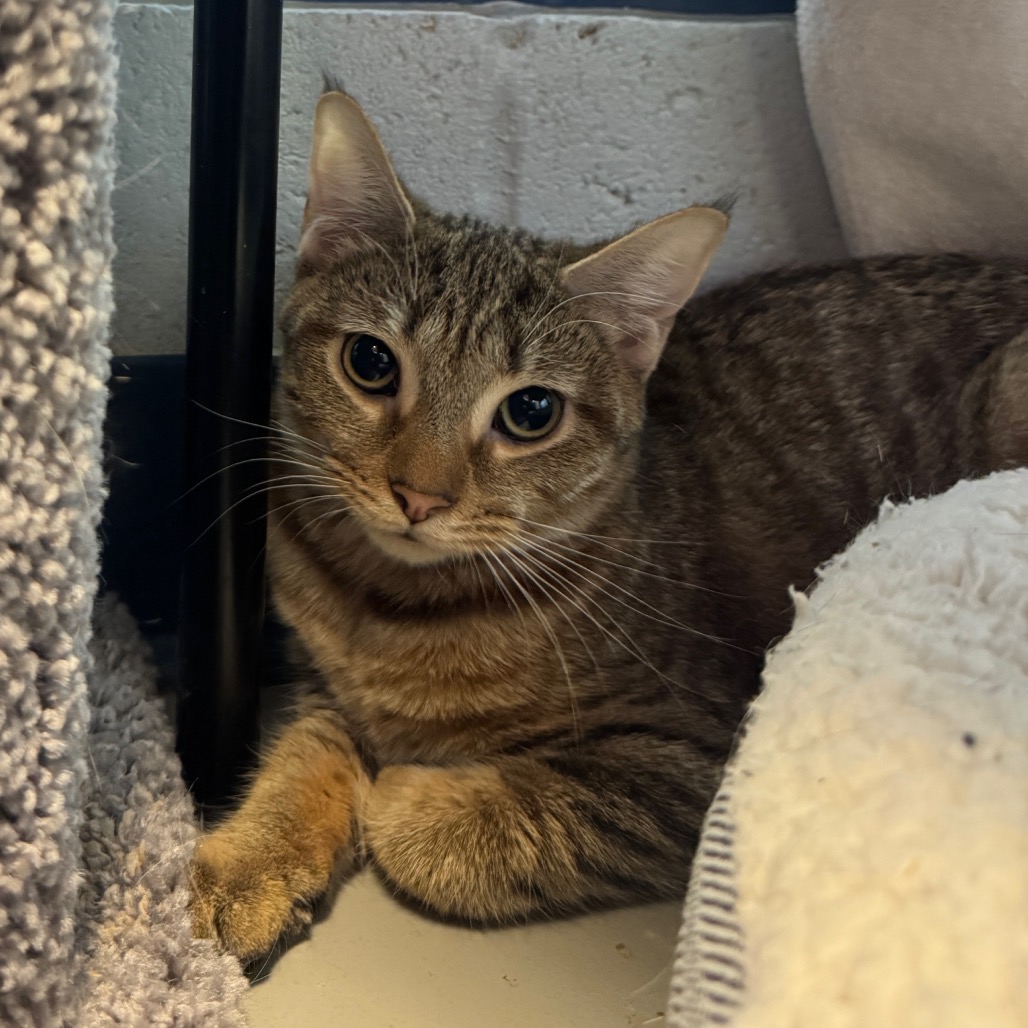 Photo of Havana and Canberra 3