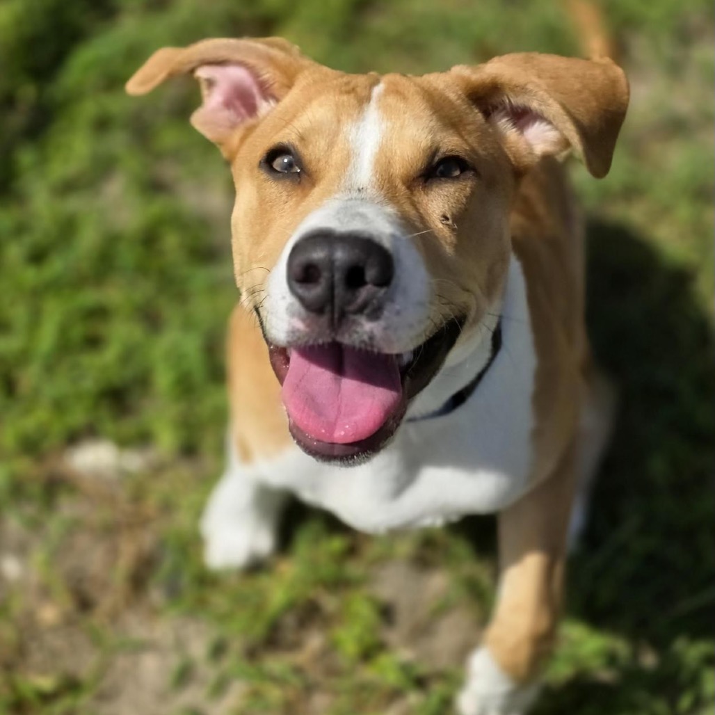Mixed Breed