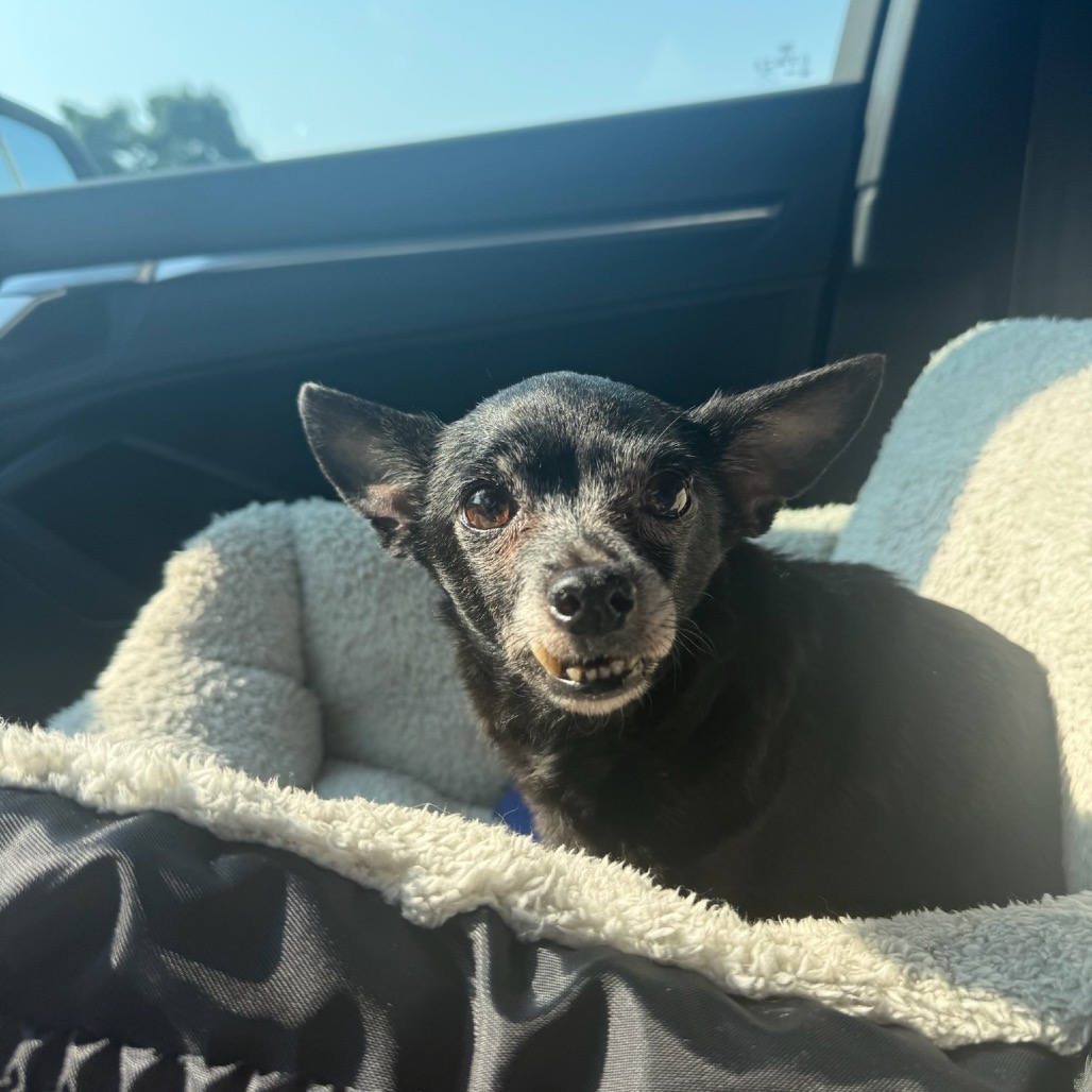 Daisy, photo 9