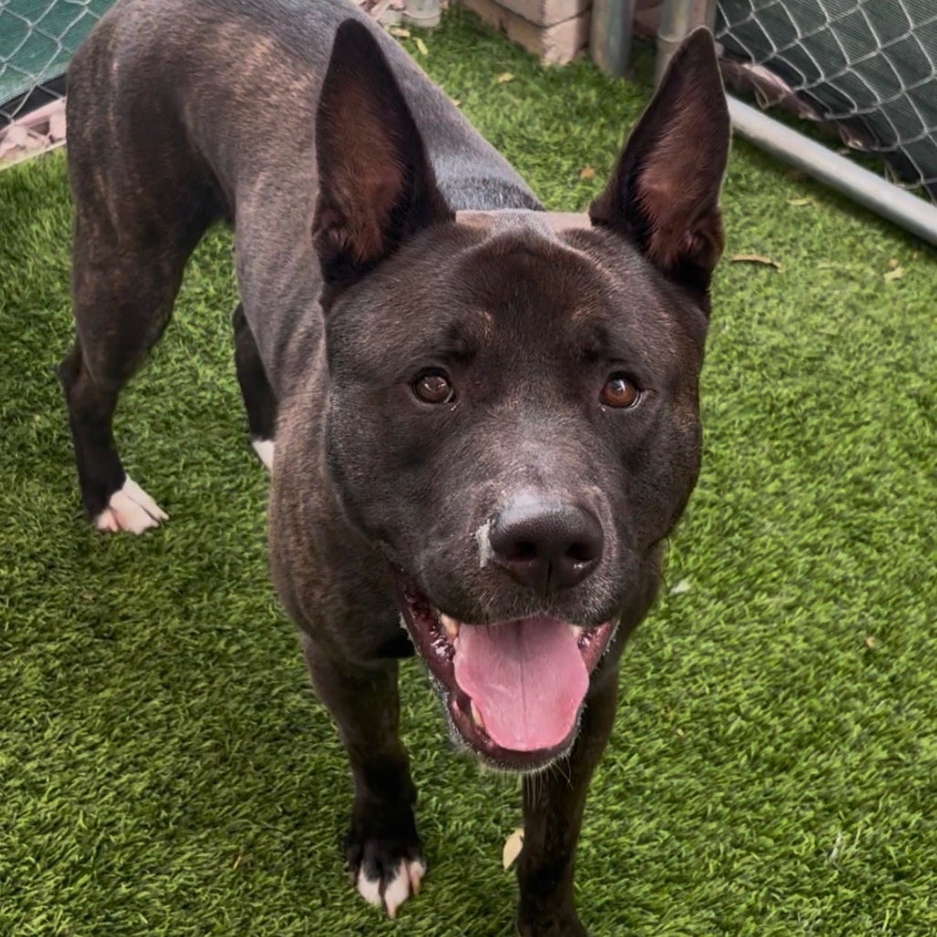 LUCARIO - Akita / Terrier, Pit Bull for adoption in Henderson