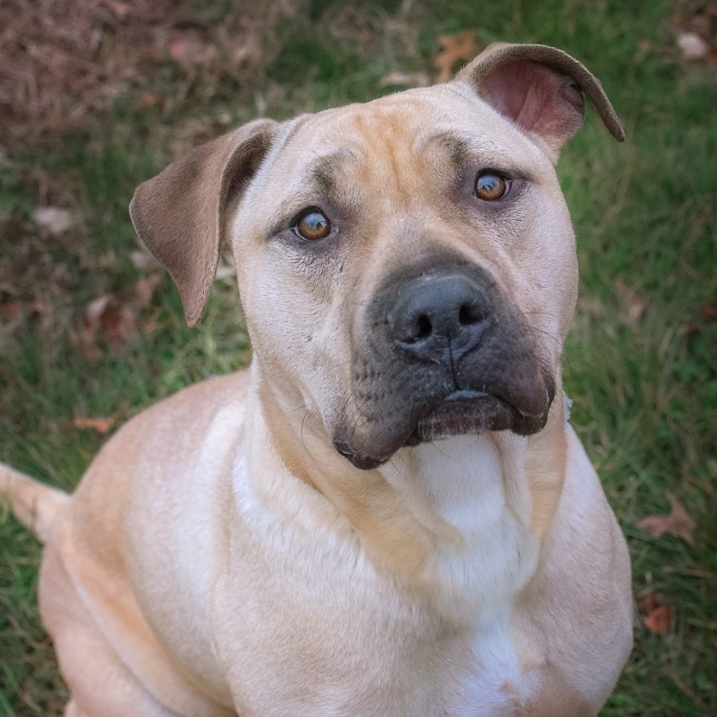 Samwise — thumbnail 6