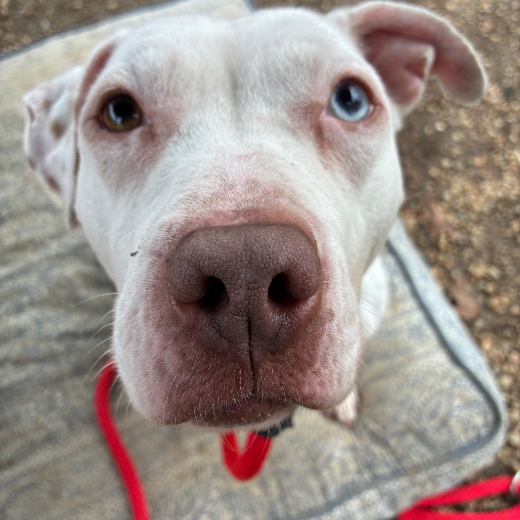 Brea Shivermetimbers