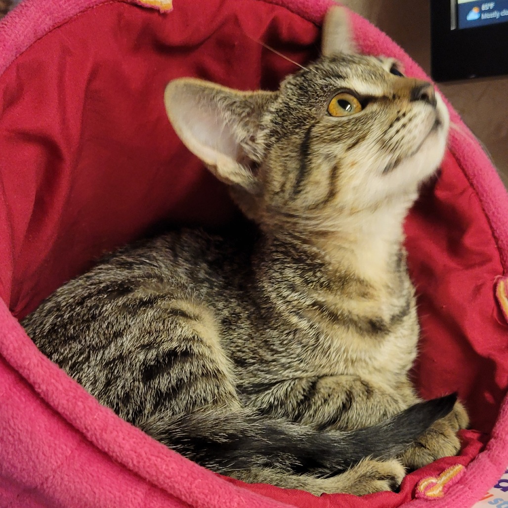 Maple picture #3