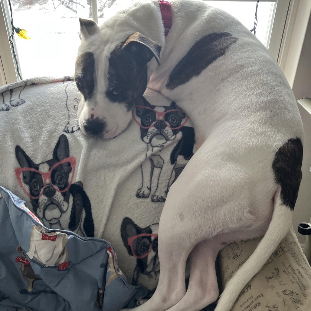 Petey, photo 31