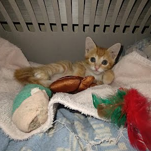 TWINKLE TOES - Domestic Shorthair available for adoption