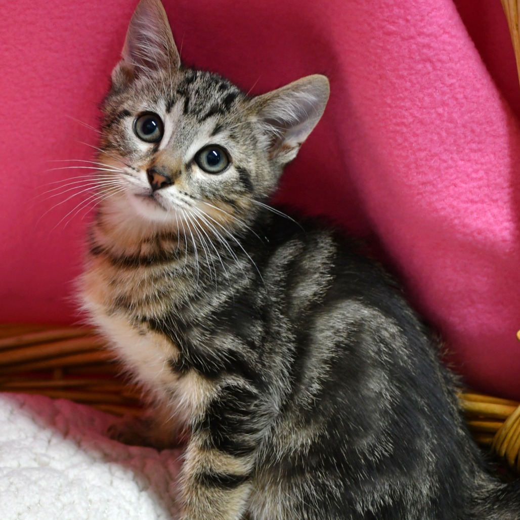 CORDUROY - Domestic Shorthair available for adoption