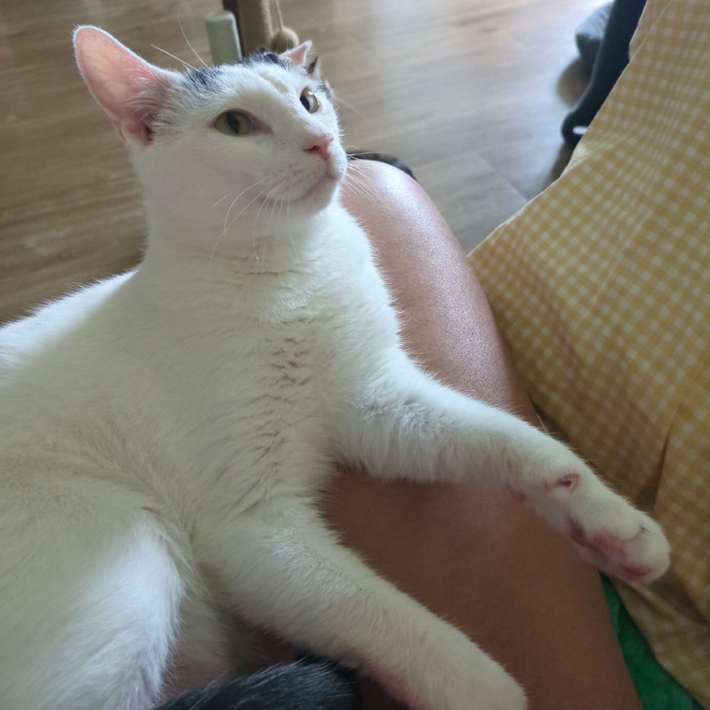 Oreo *Courtesy Post*, photo 2
