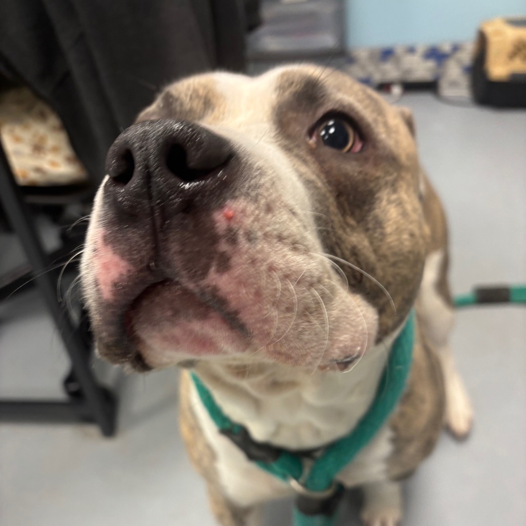 Jaxx — thumbnail 2