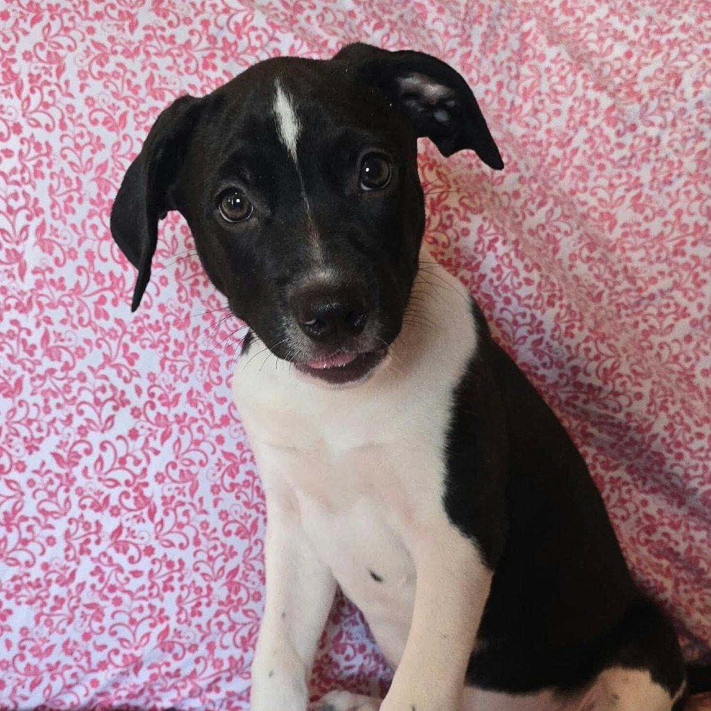 FOSTER NEEDED - H Puppy 1