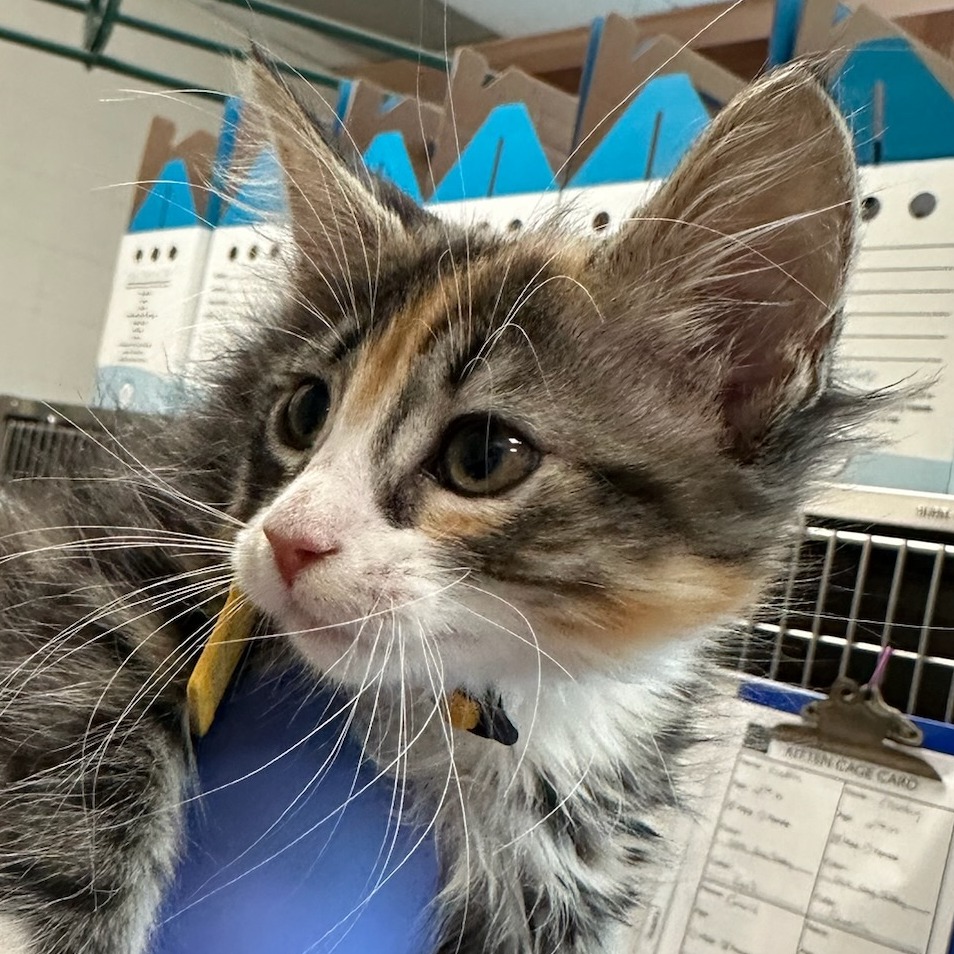 Gracie — thumbnail 3