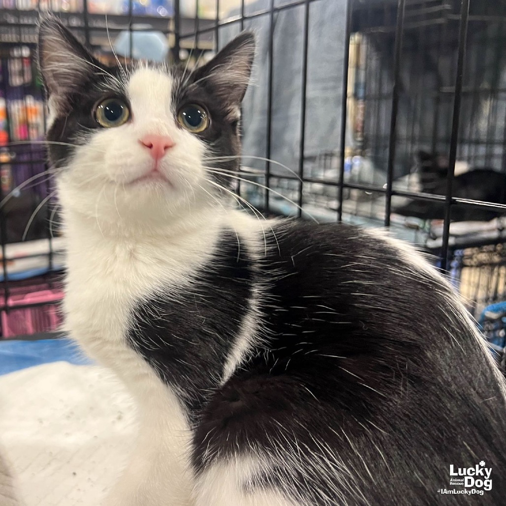 YOSHI - Domestic Shorthair available for adoption