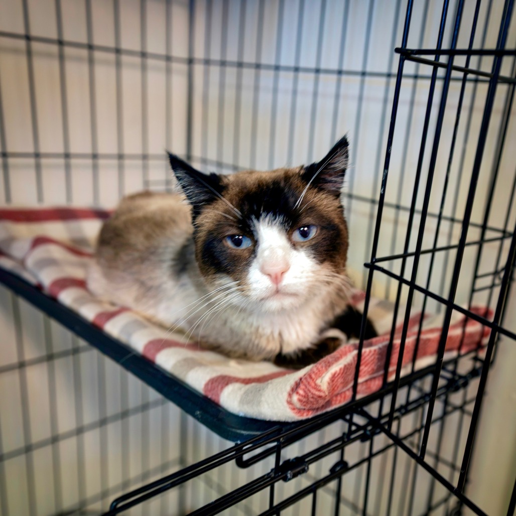 BARTHOLOMEOW - Domestic Shorthair available for adoption