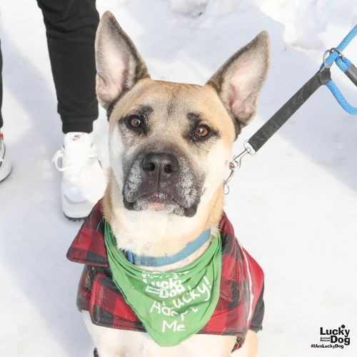 COLTON - Shepherd / Malinois, Belgian available for adoption