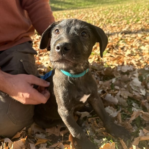 Lennon--In Foster***ADOPTION PENDING***, photo 2