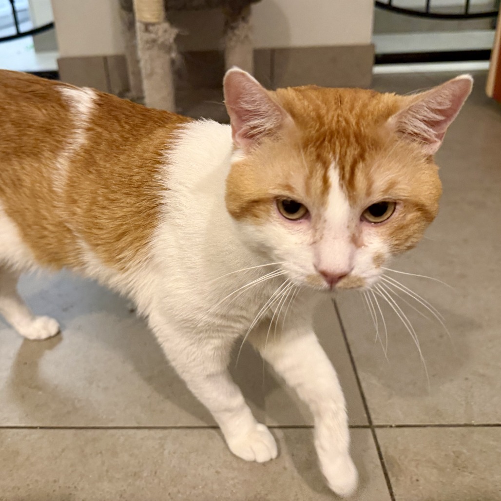 ICHIGO - Domestic Shorthair available for adoption