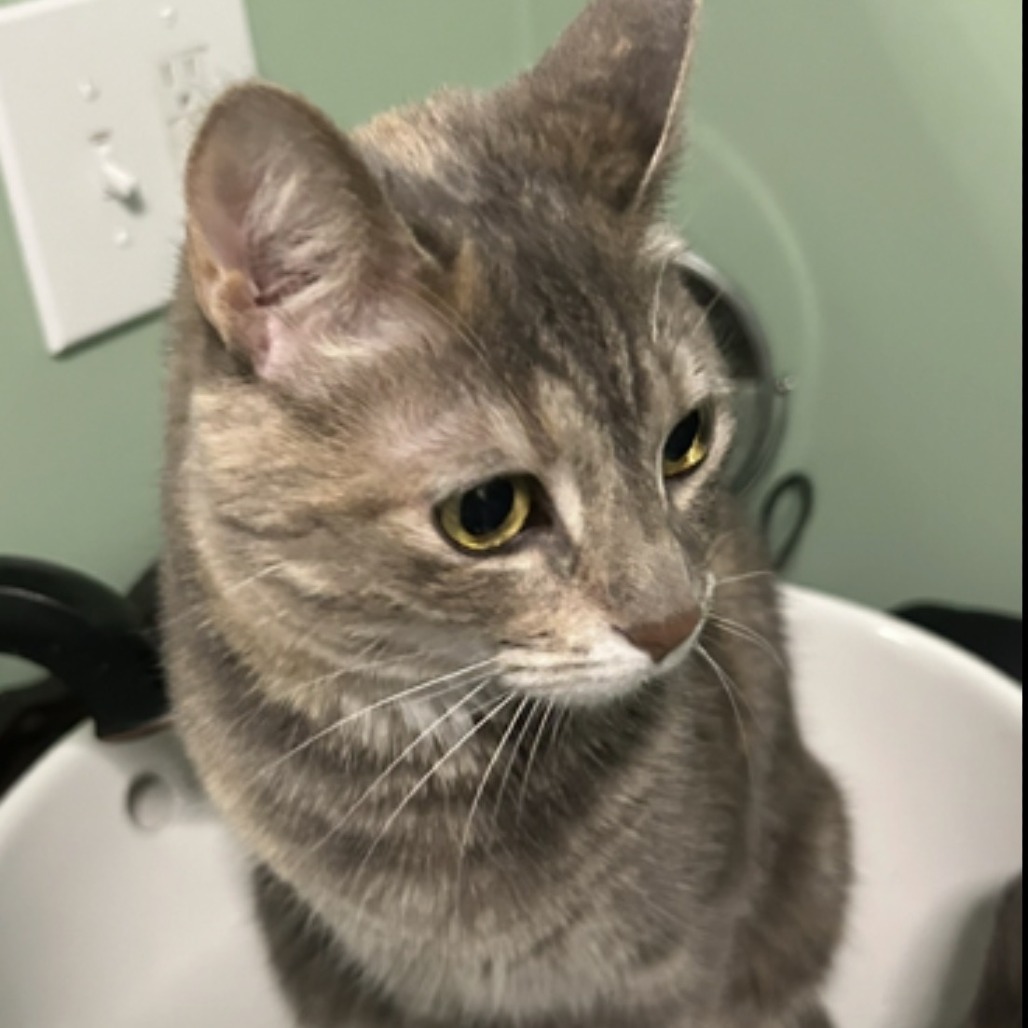 SOPHIE - Domestic Shorthair available for adoption