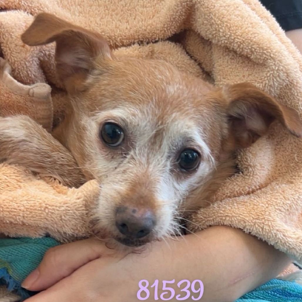 LUCY — thumbnail 2