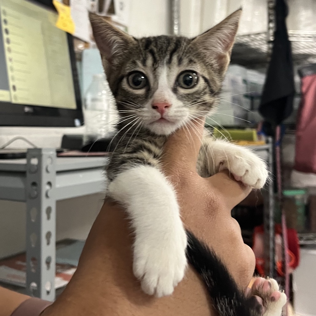 CEREAL - Domestic Shorthair available for adoption