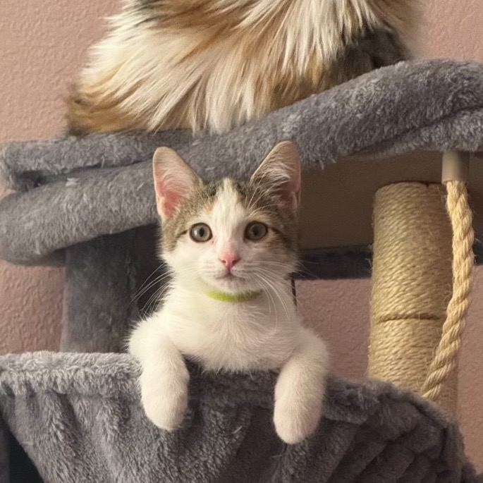 Gertrudis Bocanegra - Domestic Shorthair