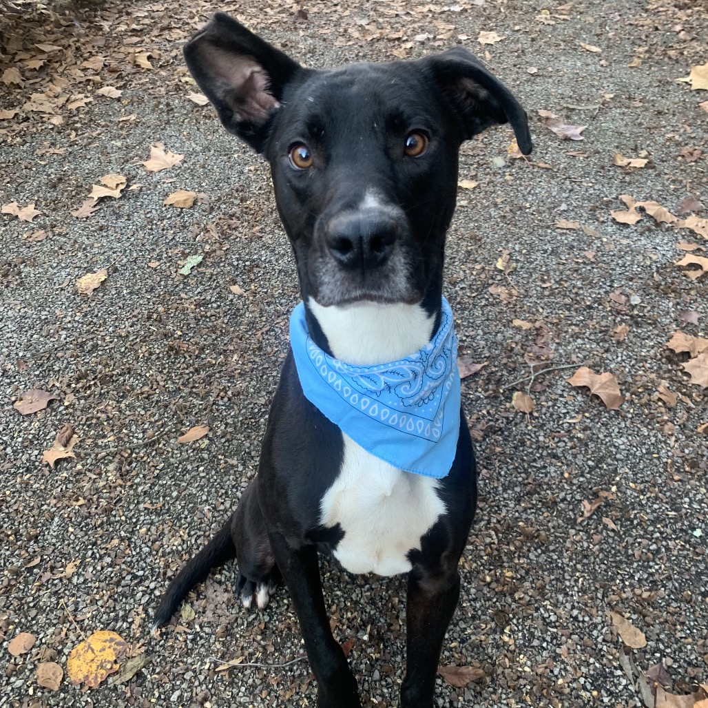 Teddy — thumbnail 3