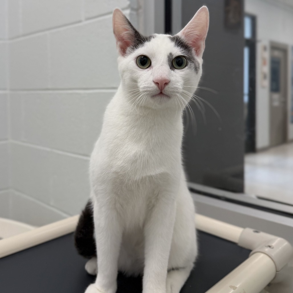 HENRY (BONDED TO DAHLIA) - Domestic Shorthair available for adoption