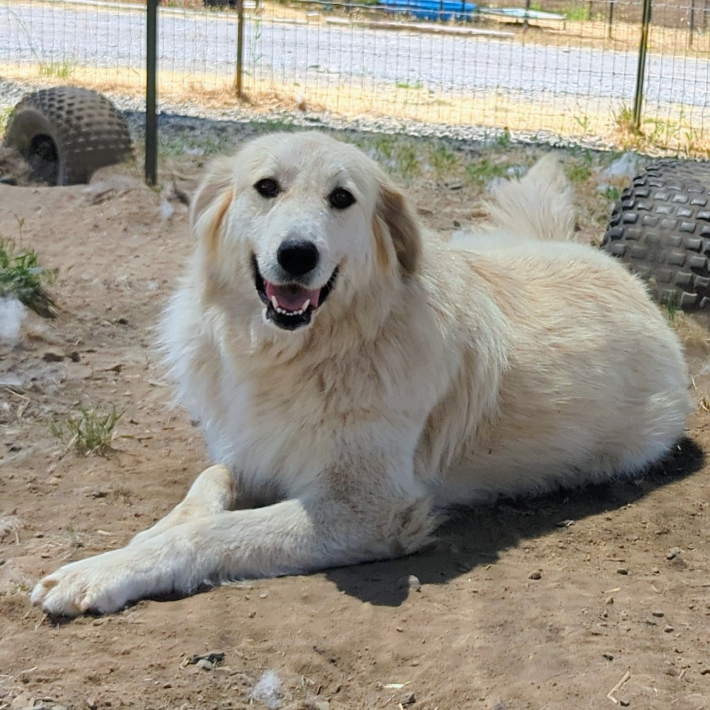SOPHIE
