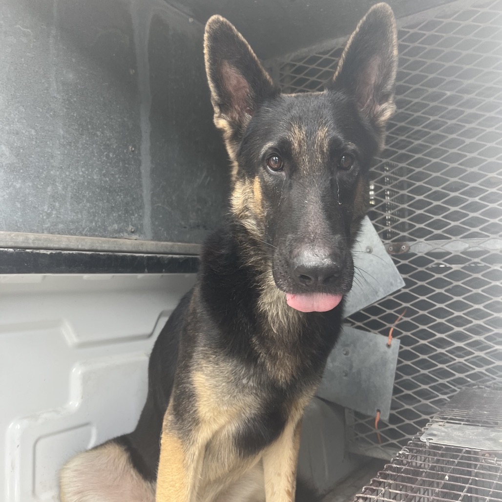 BULLET - Shepherd / German available for adoption