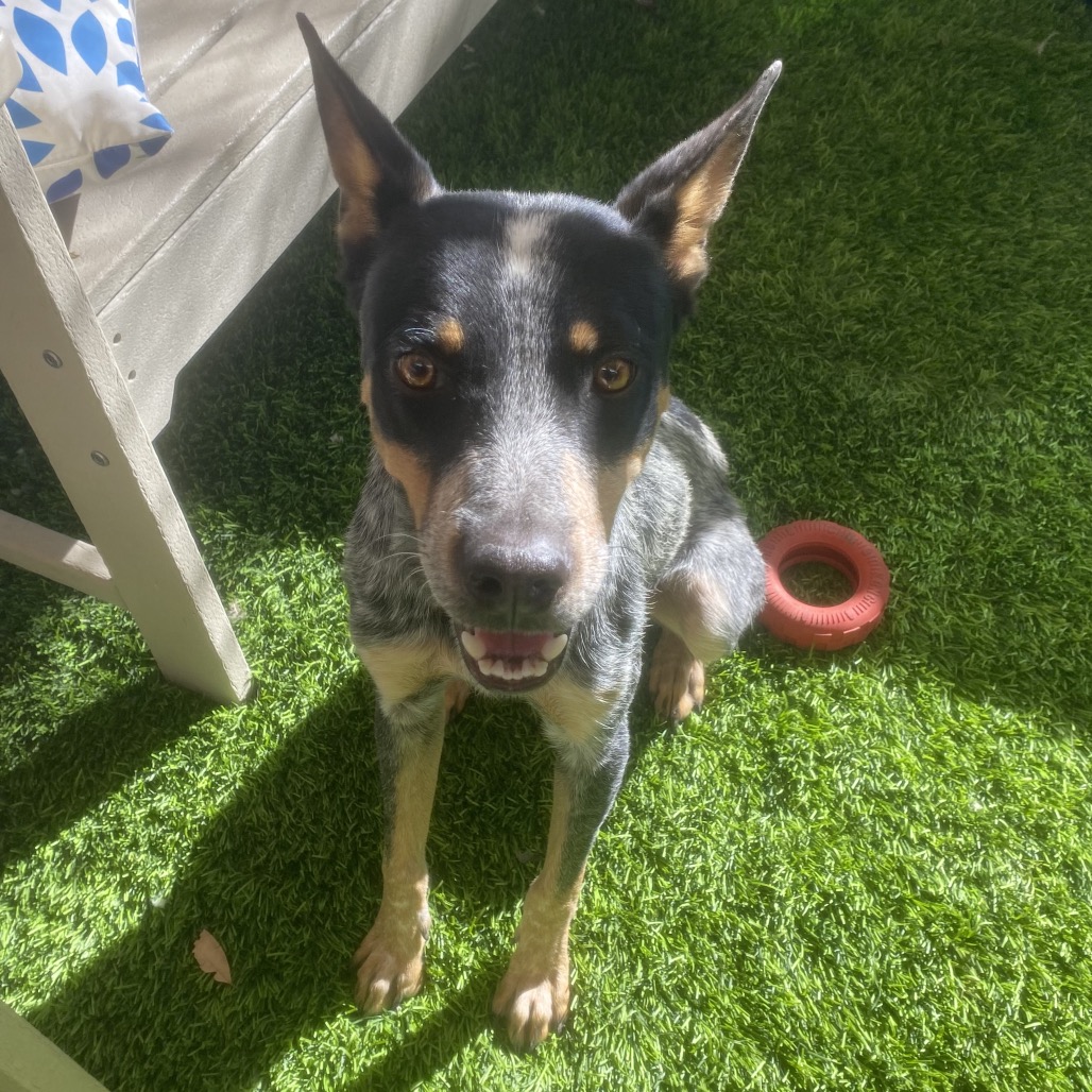 BODHI - Cattle Dog / Australian (Blue Heeler) available for adoption