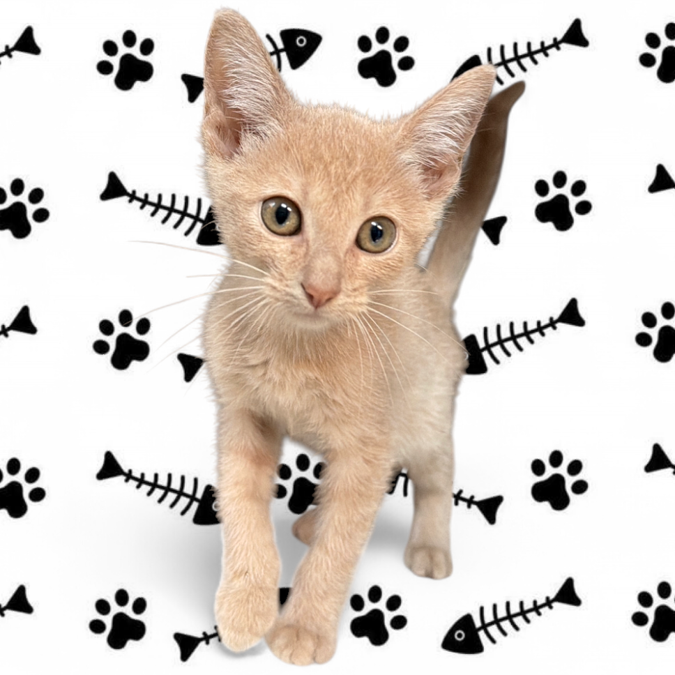 Henry Jones, available for adoption at PVAS