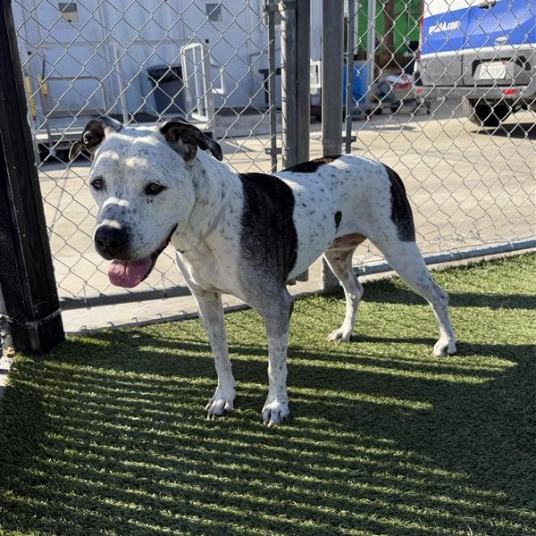 Polka Dot  the Dog