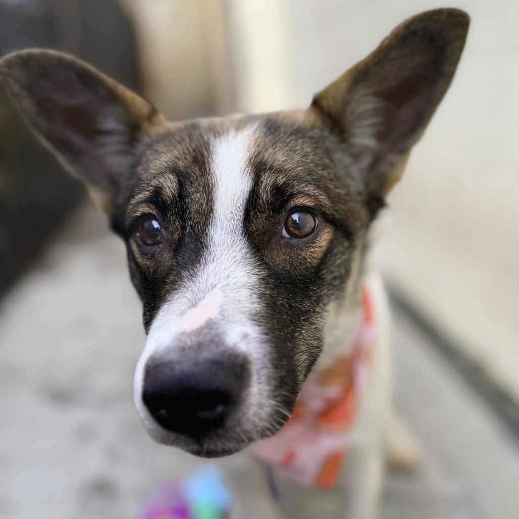 Lady Gaga — thumbnail 2