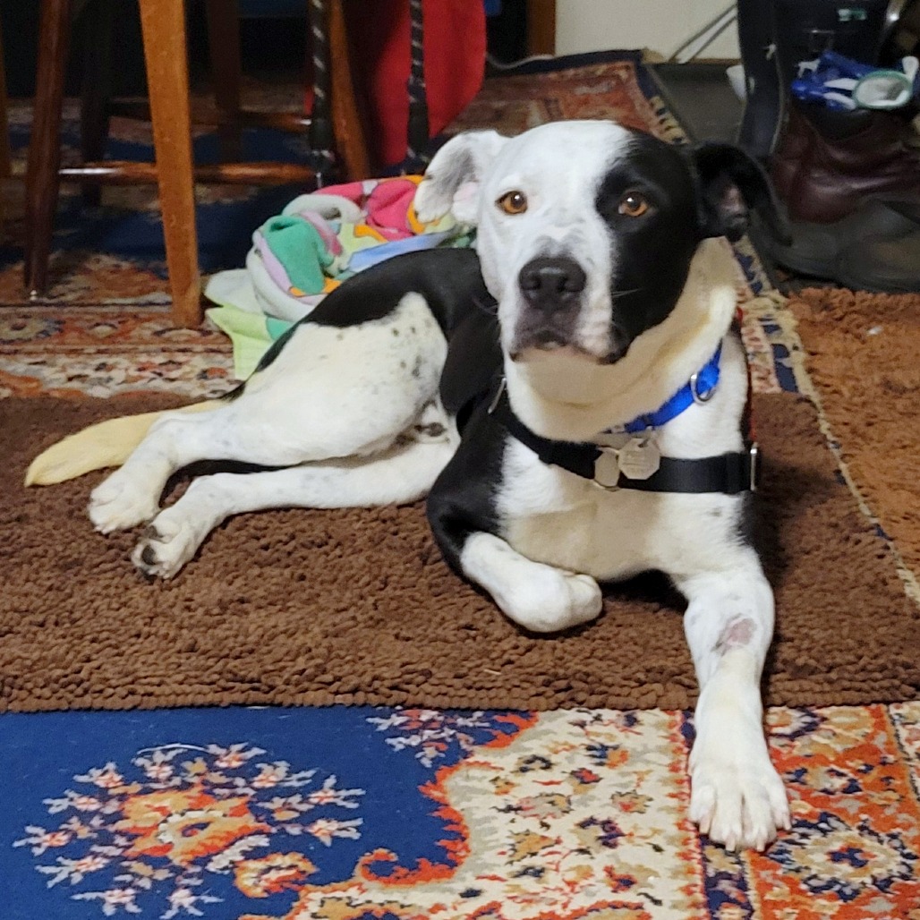 Lloyd — thumbnail 5