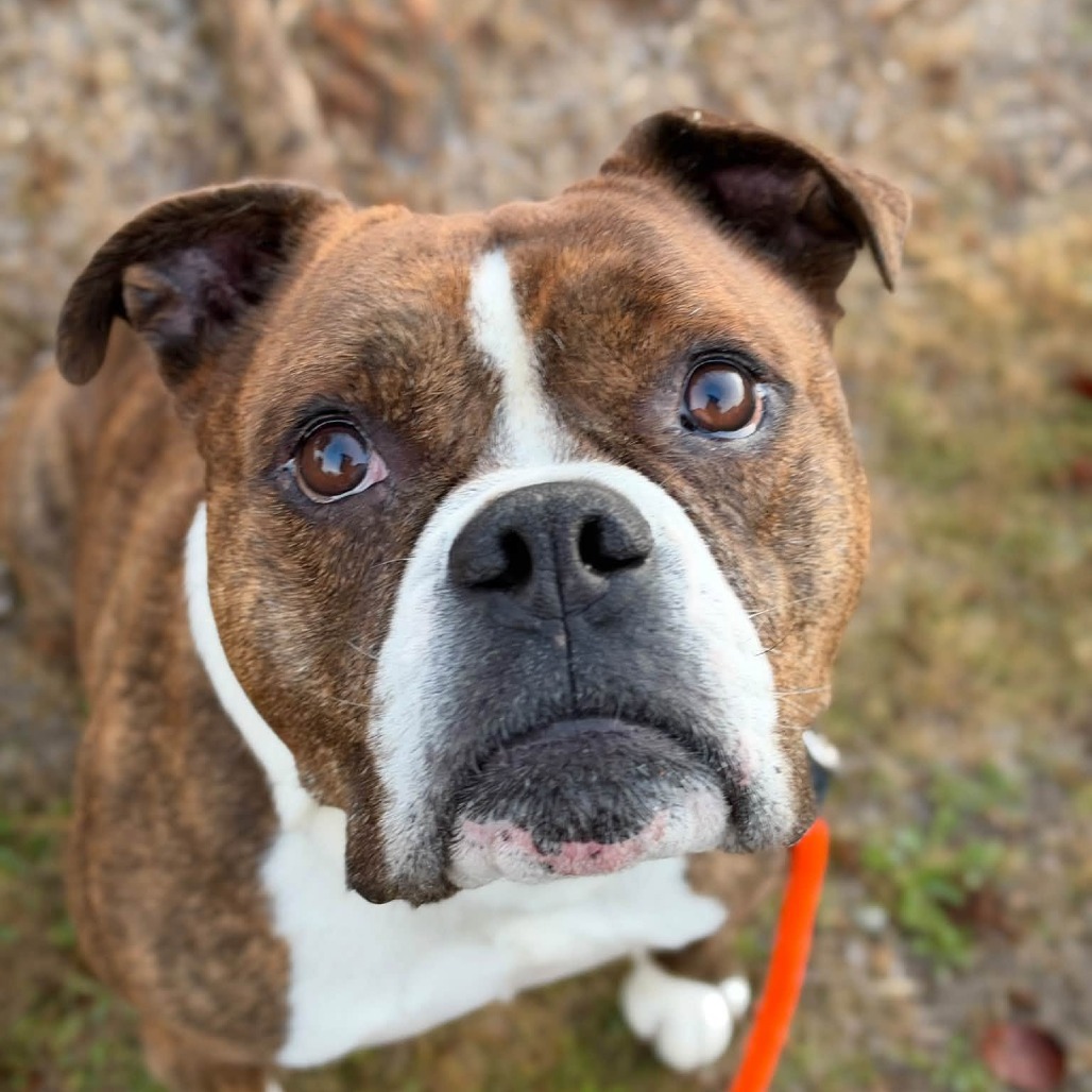 Pit Bull