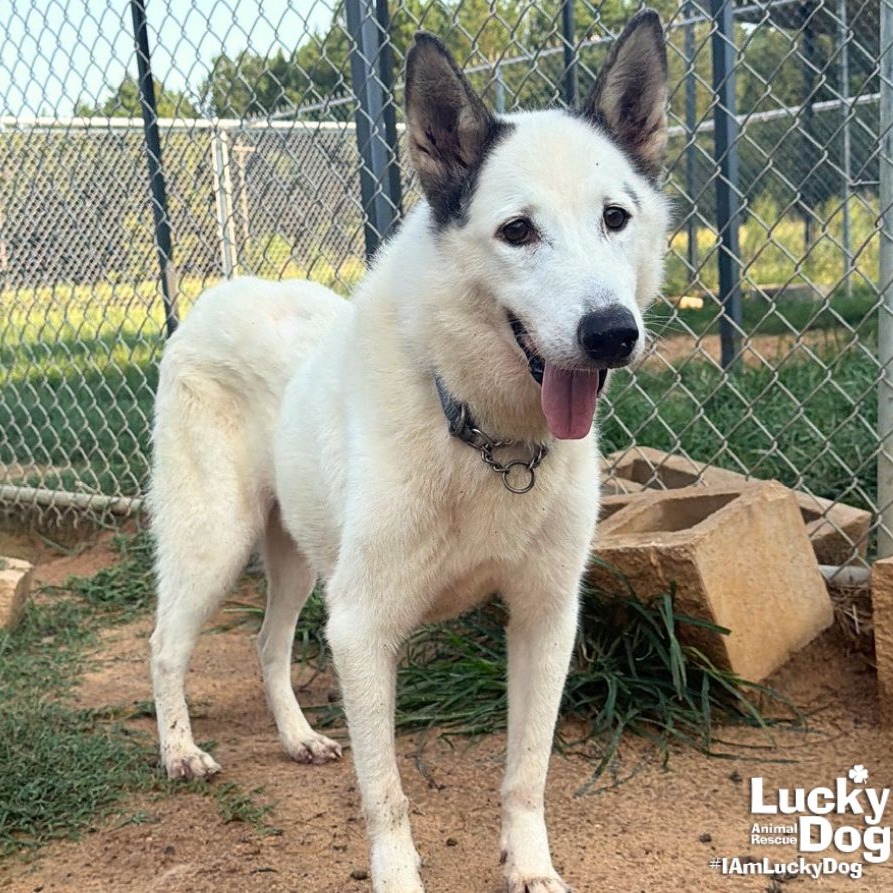 NIEVES - Husky / Mix available for adoption