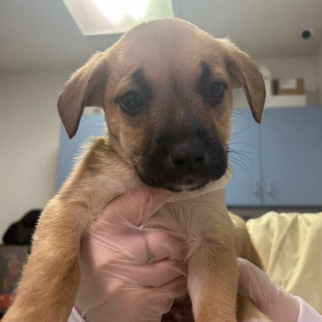 Roc Steady — thumbnail 3