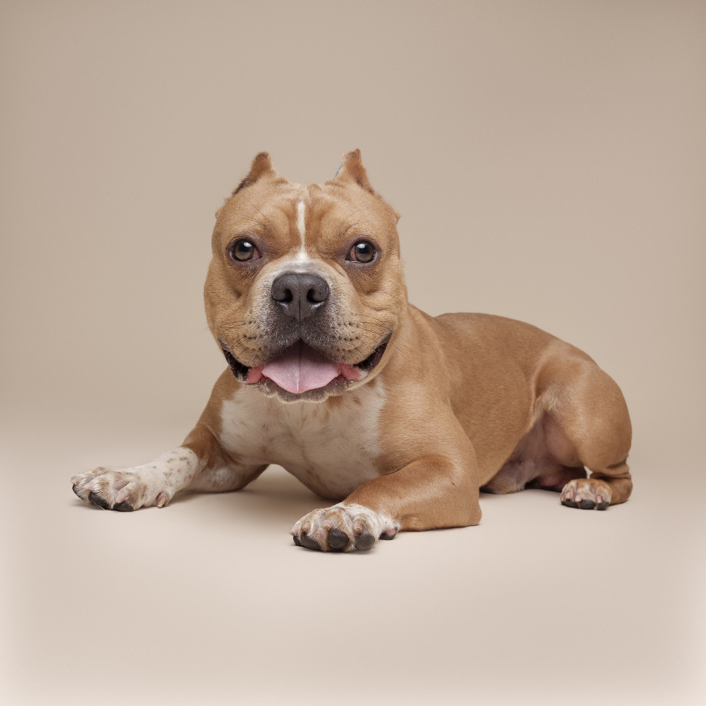 Photo of DOG 11