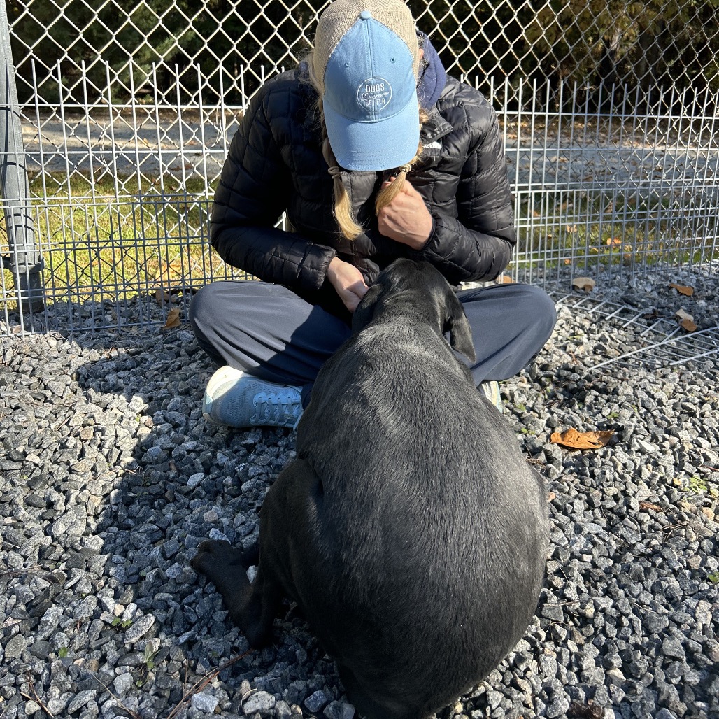 Nova, photo 3