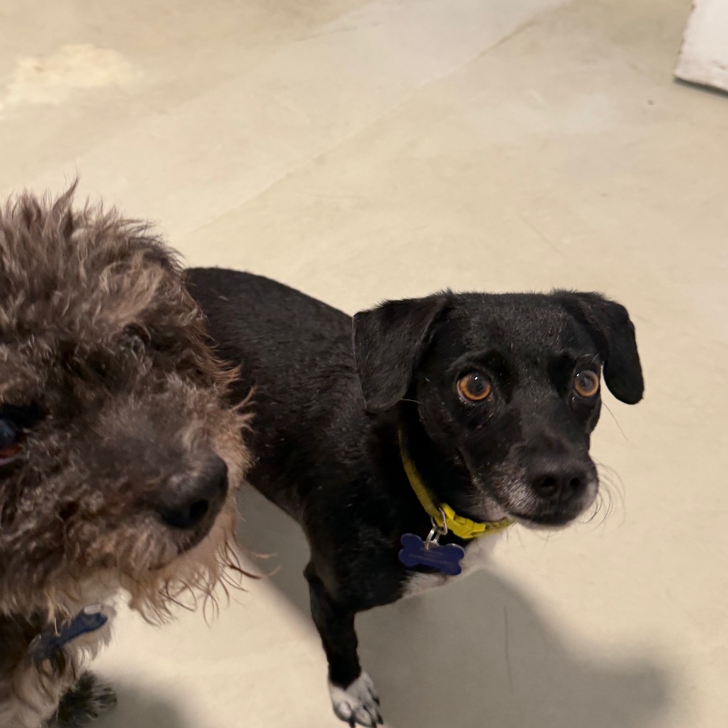 Star (bonded with Twinkle) - Costa Mesa Location, photo 22