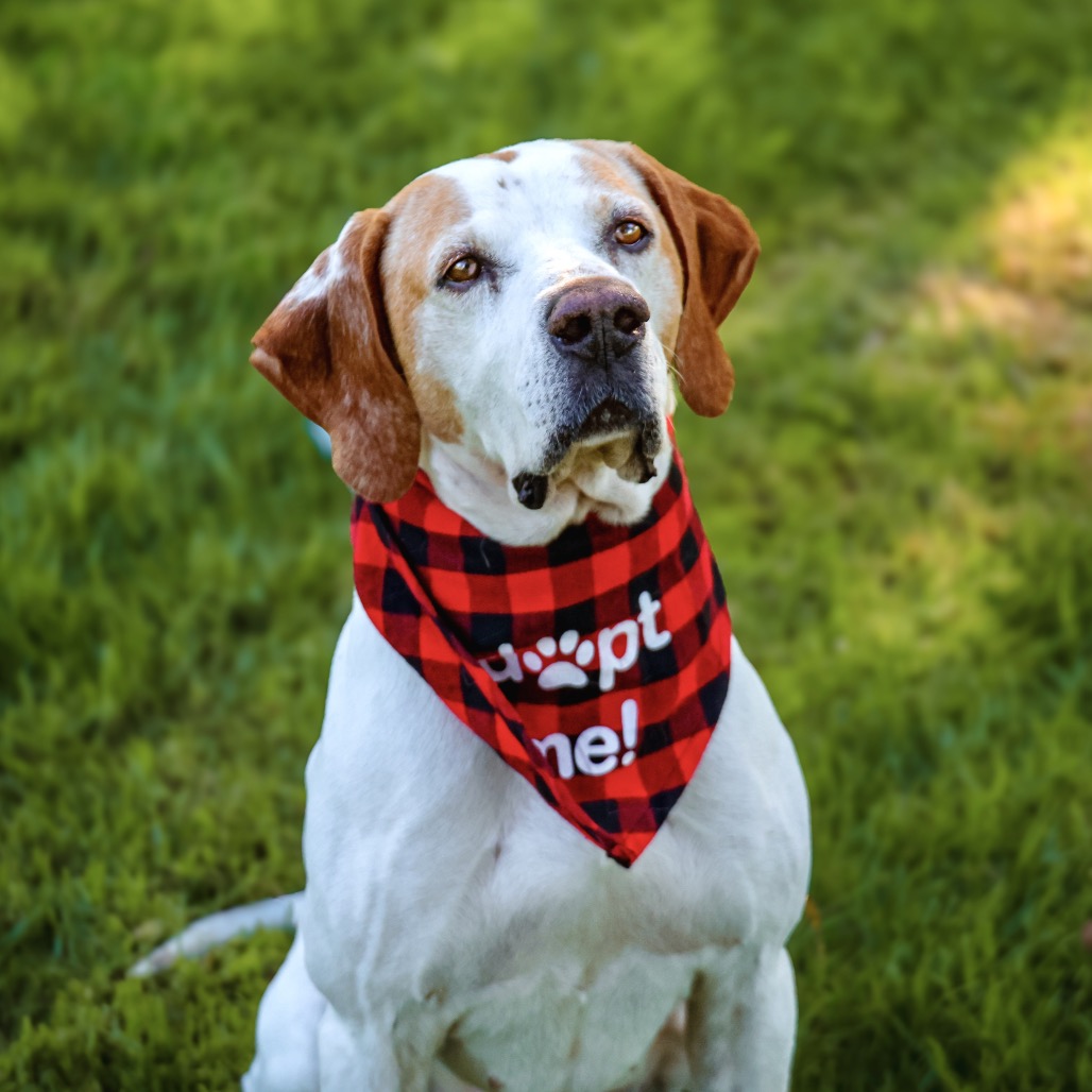 BUDDY BOY, photo 10