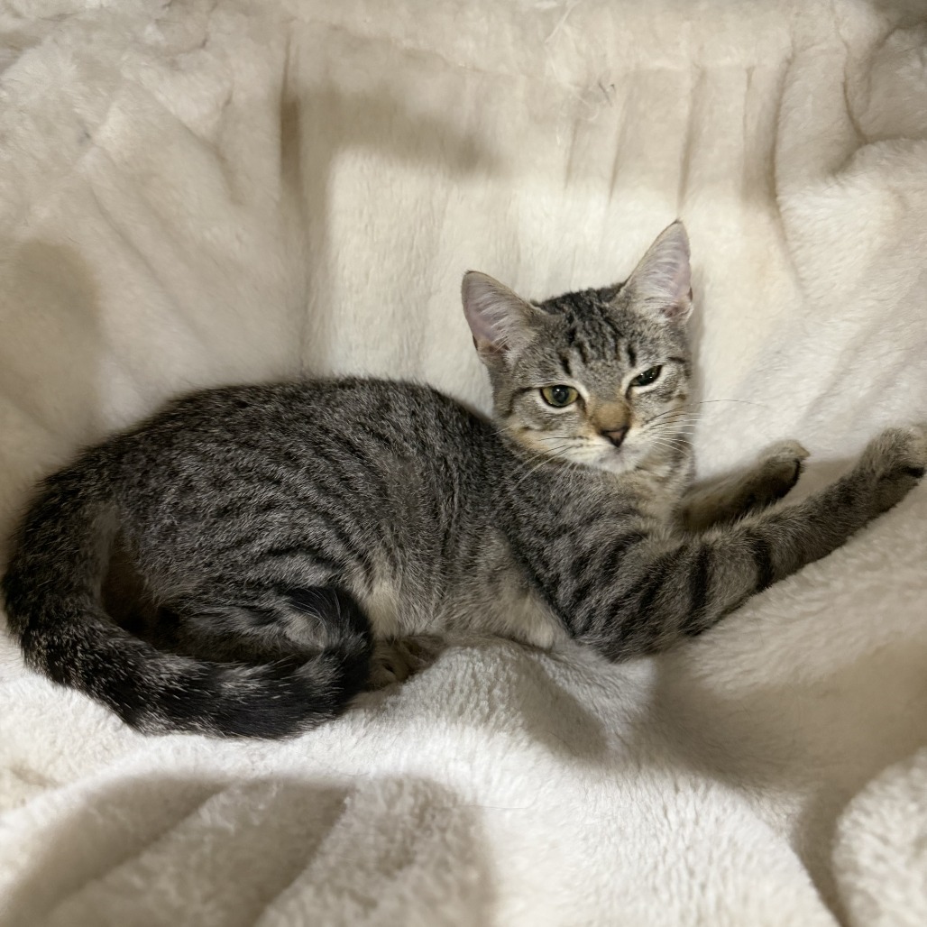 FROGGIE - Domestic Shorthair available for adoption